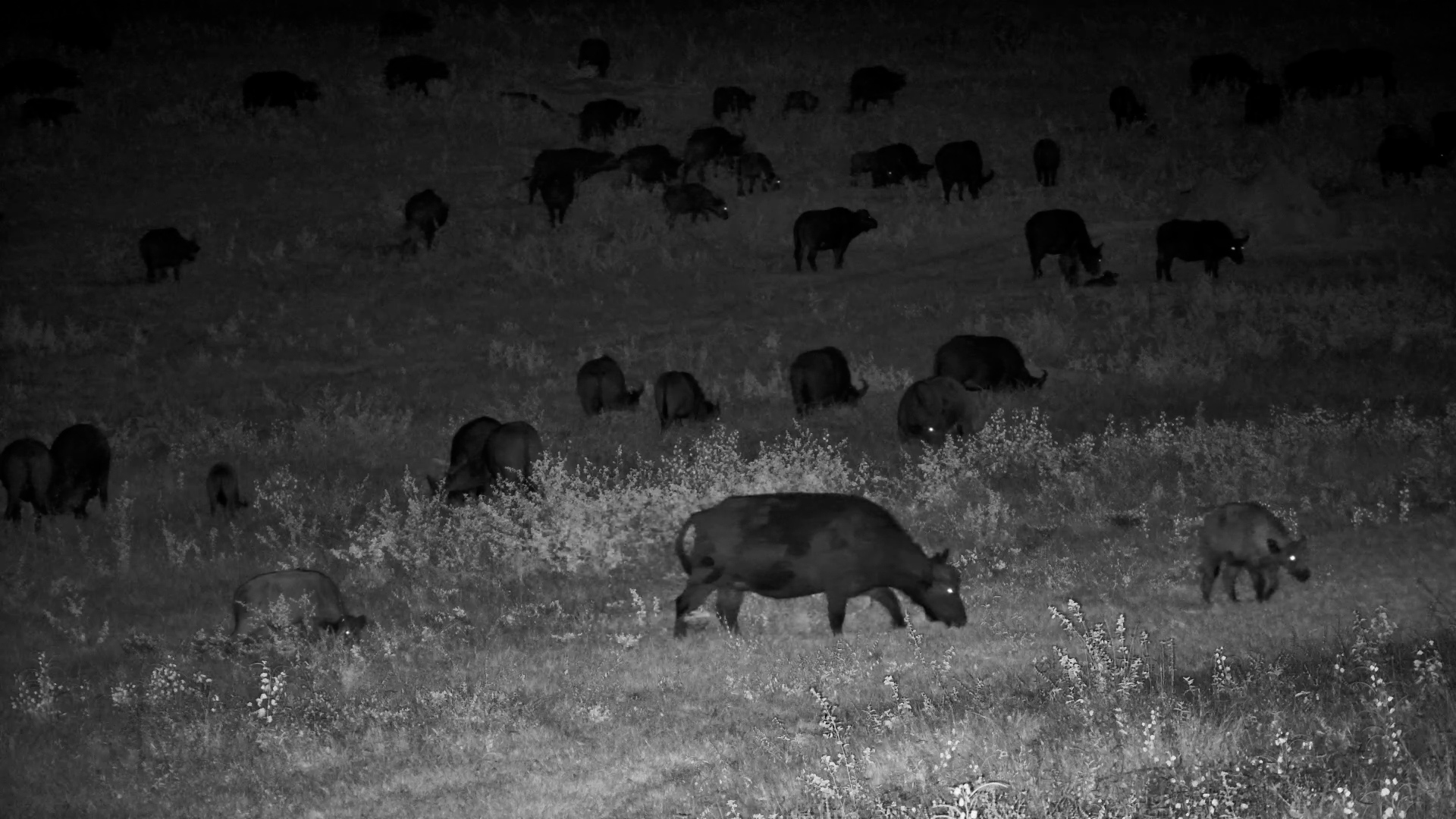 Buffalo Calves Goofing Around