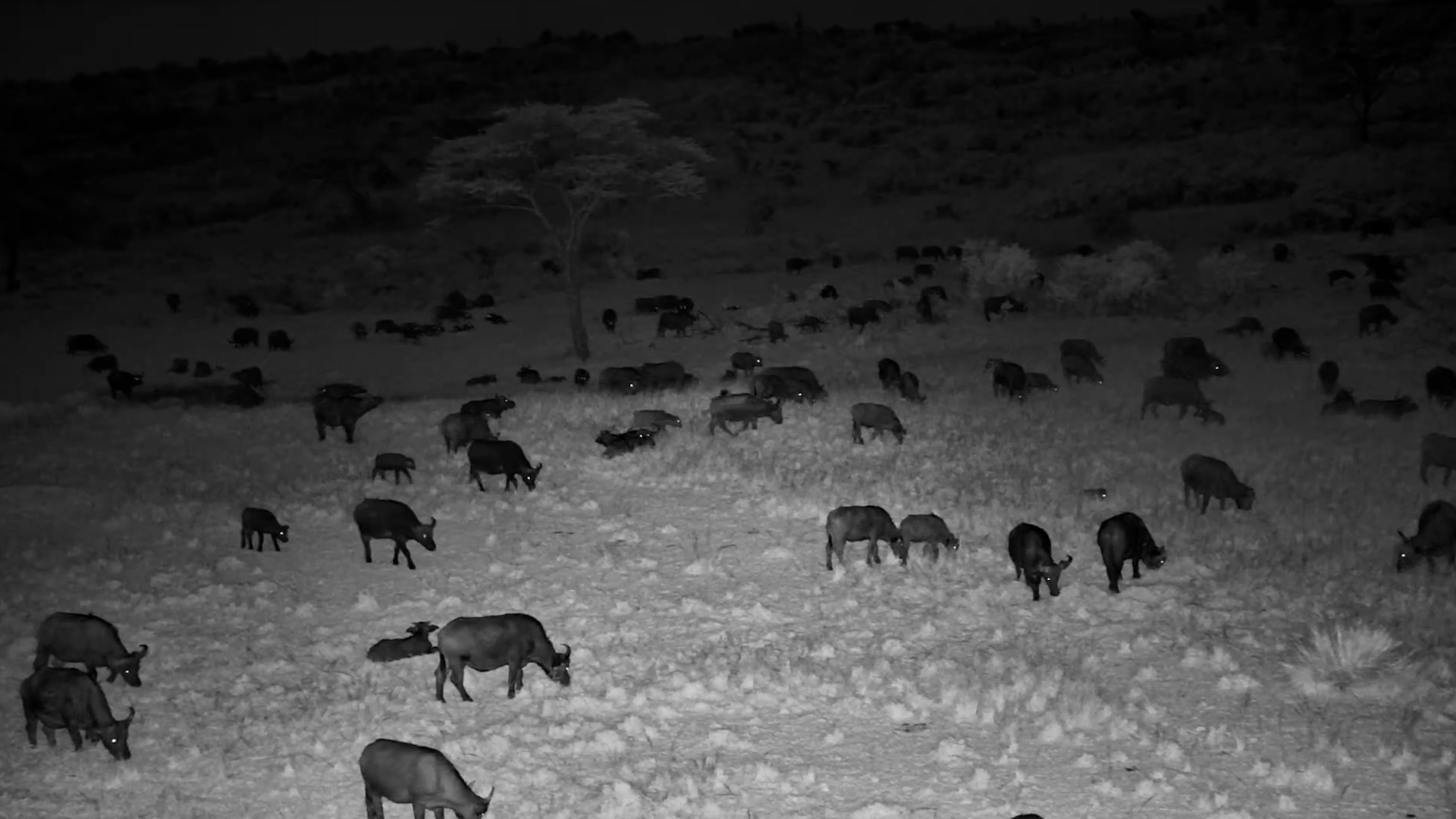 Can You Spot the Cutest Buffalo in the Herd?