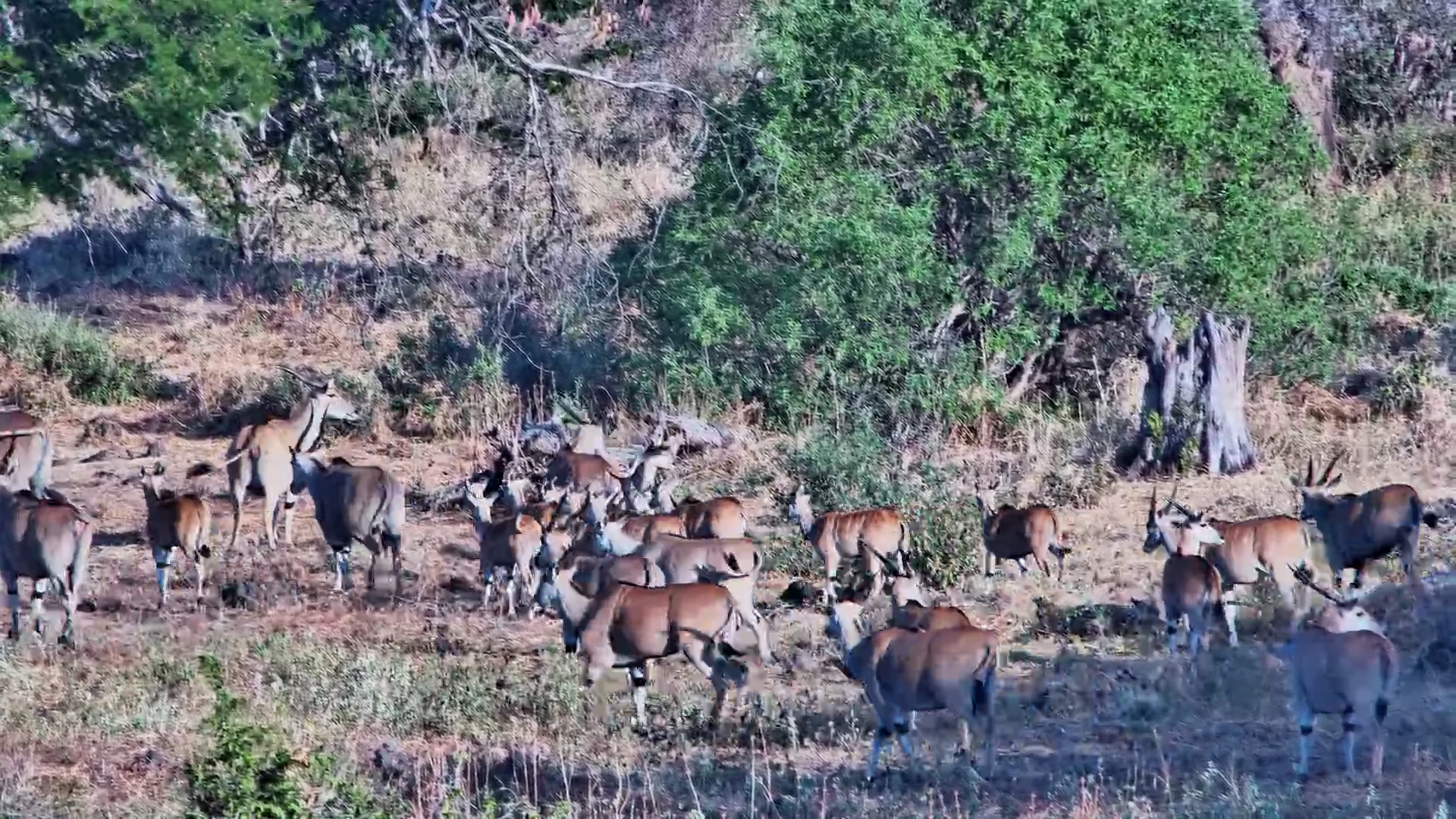 A Massive Eland Gathering