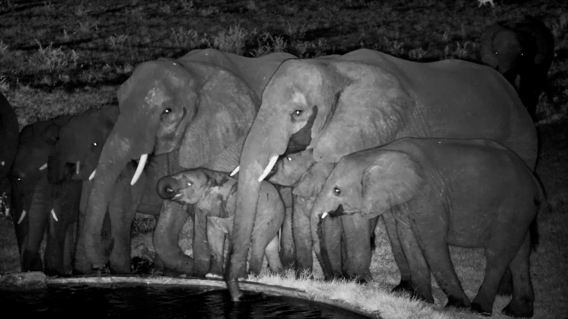 Elephant Herd Drinks with Adorable Calf