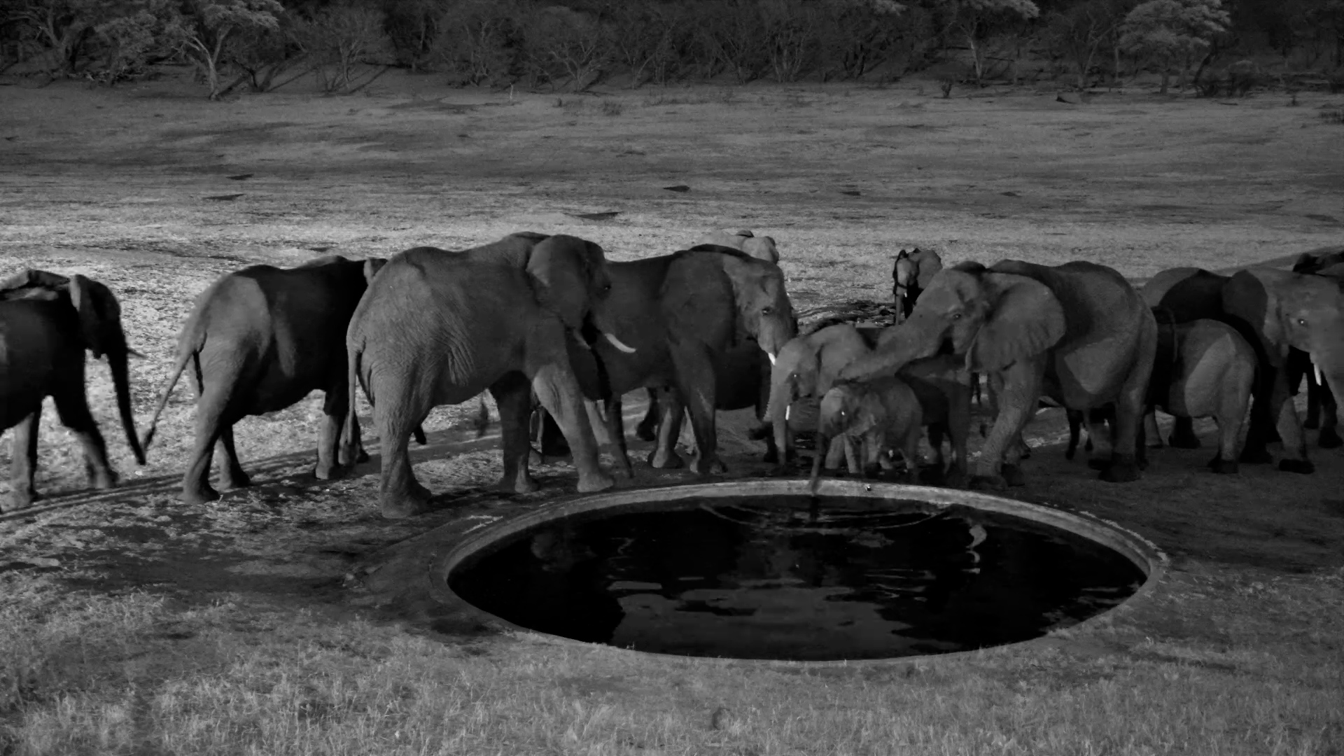 Elephant Herd Gathers for Evening Water at Hwange