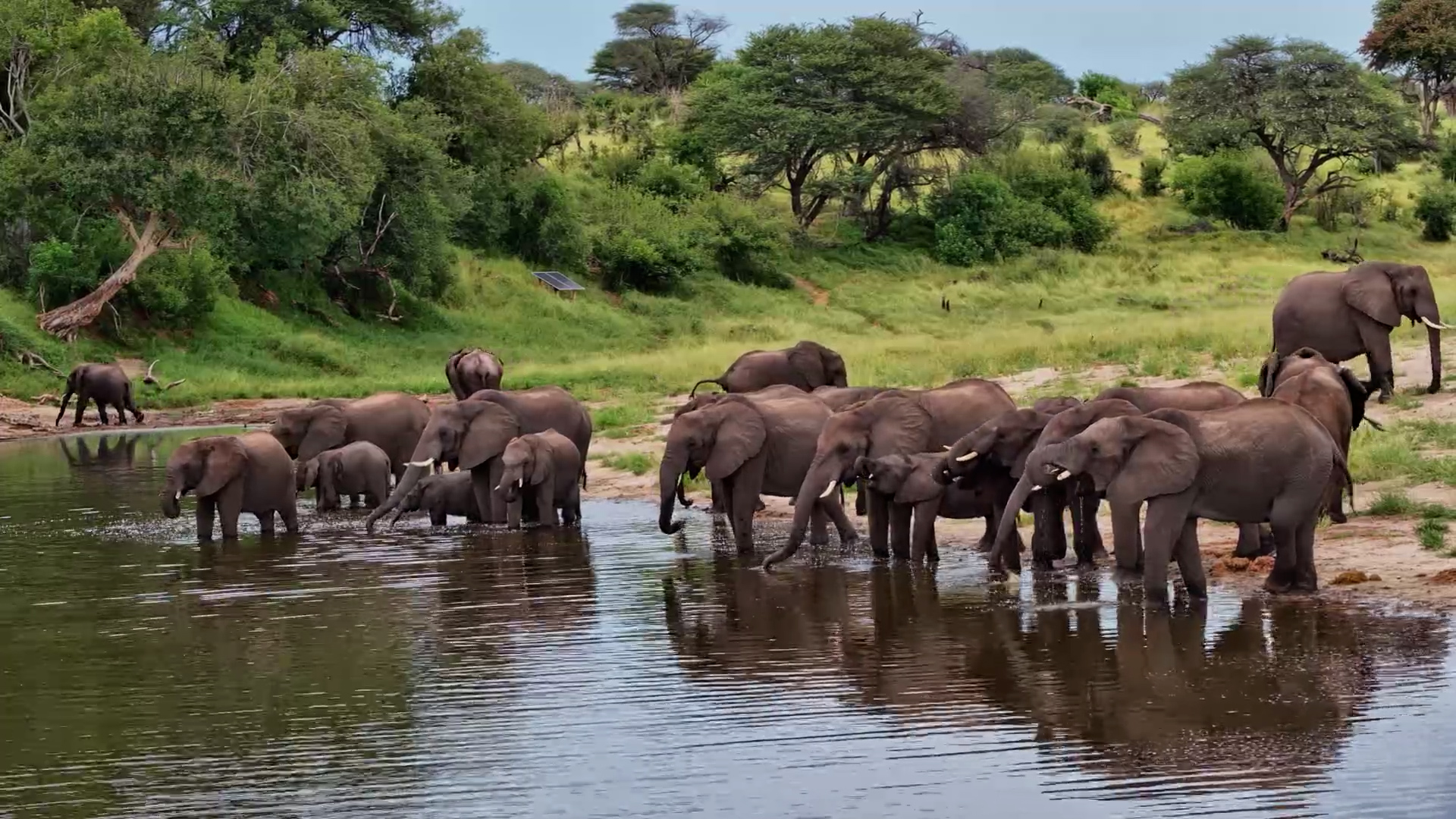 When Elephants Take Over the Waterhole!