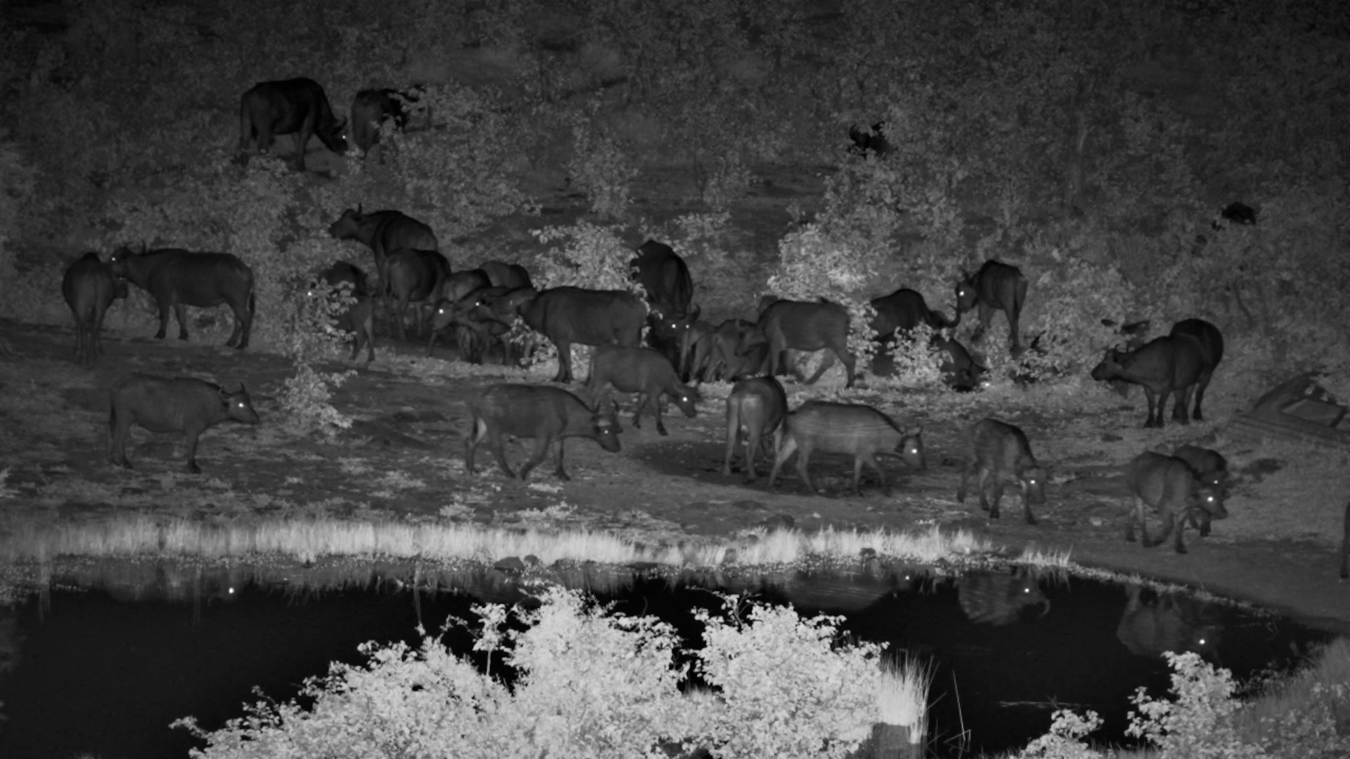 Buffalo Herd Moves Through the Dark at Vic Falls
