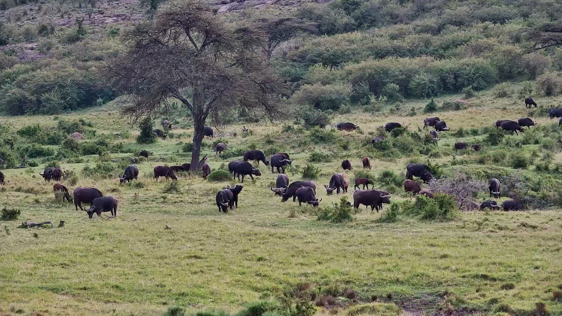 Buffalo Herd on the Move