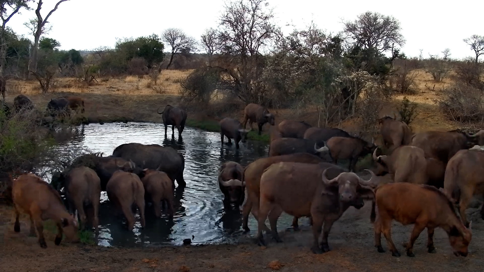 Buffalo Herd Takes Over Naledi Dam!