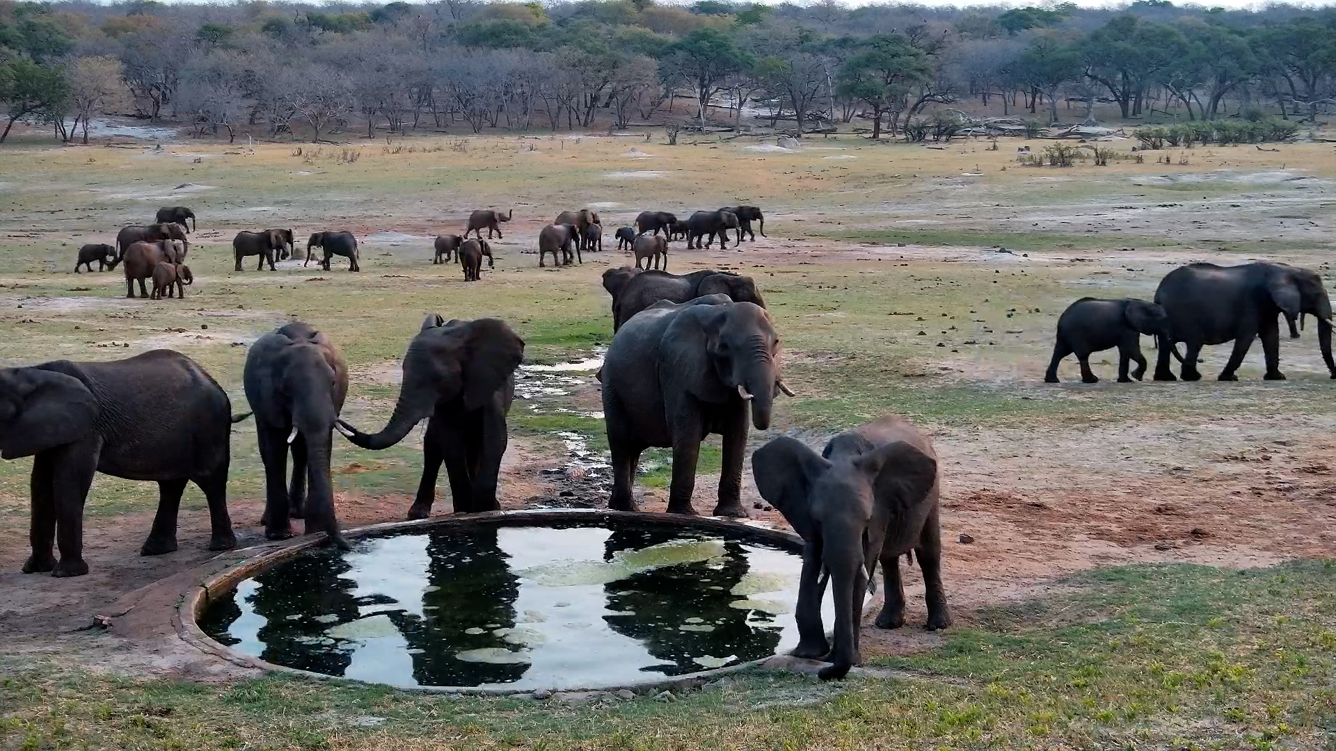 Elephant Herds Gather at Hwange Safari Lodge