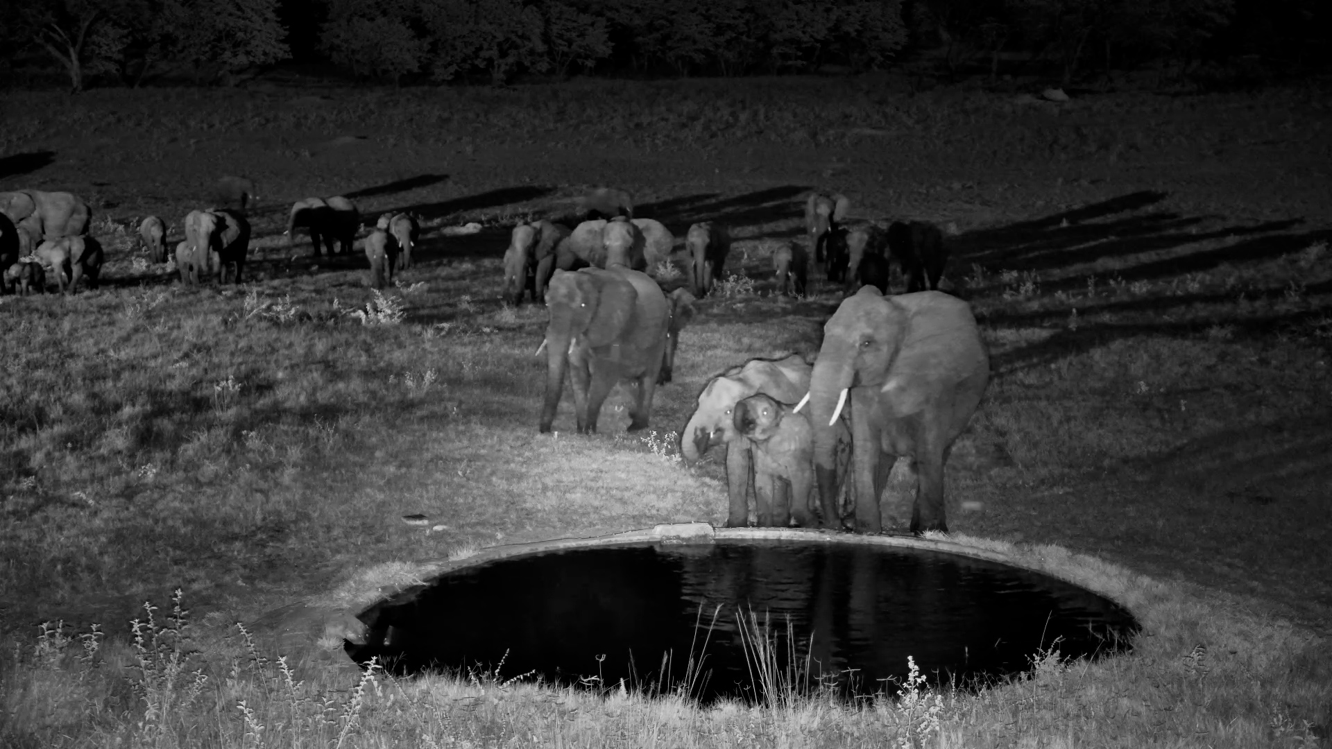 Hwange at Night: The Giants Arrive
