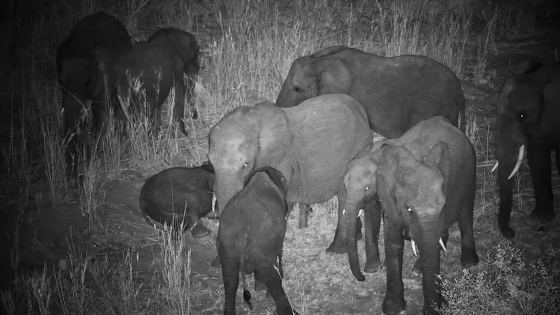 Elephant Family Protects Sleeping Member in the Dark