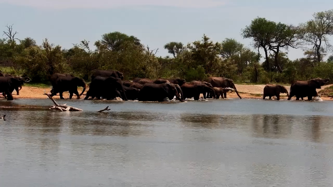 Elephant Herd Enjoys a Playful Pool Party