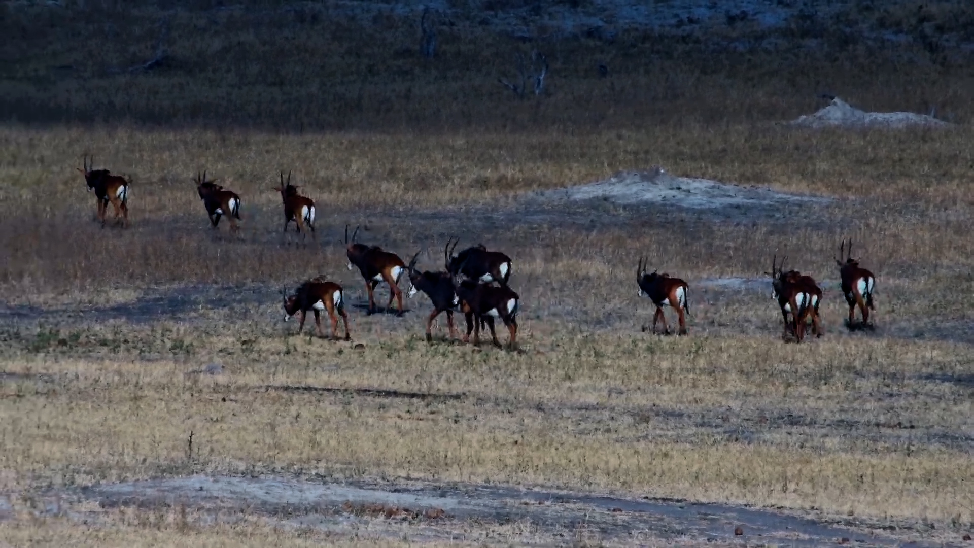 Large Herd of Sable Antelope Moves Through Hwange Safari Lodge