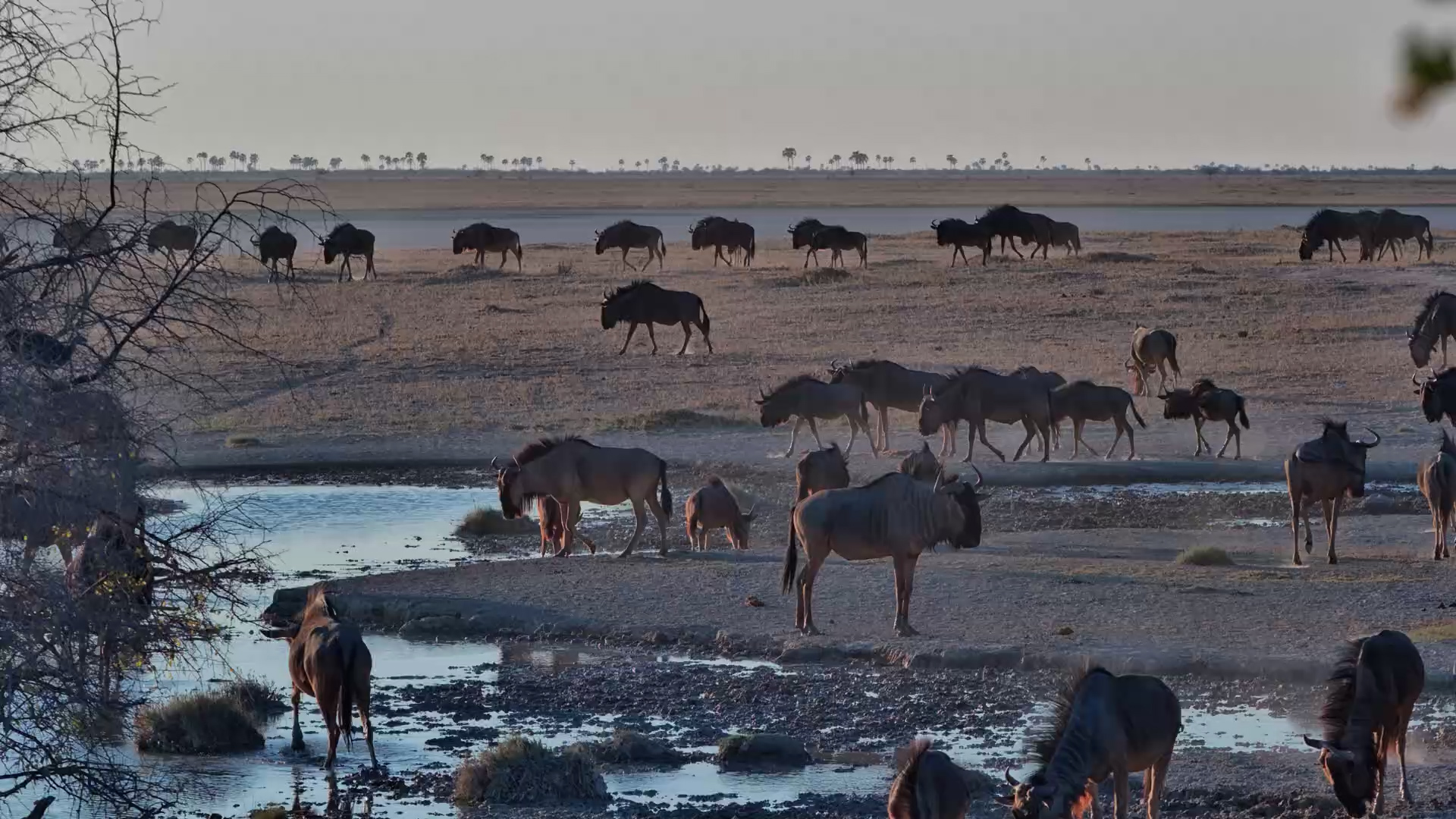 Wildebeest Herd Arrives for a Sunset Drink | Jack’s Camp Wildlife