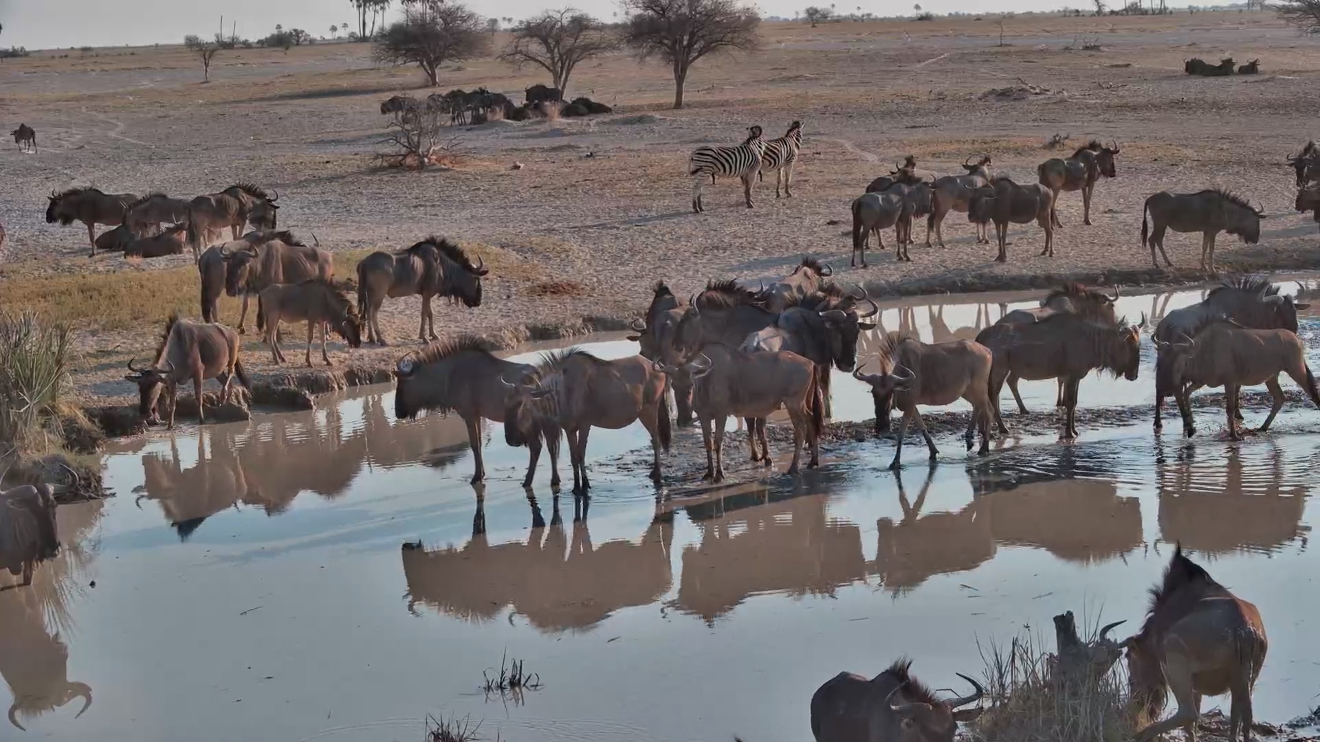 Wildebeest and Zebras at the Jack's Camp Waterhole