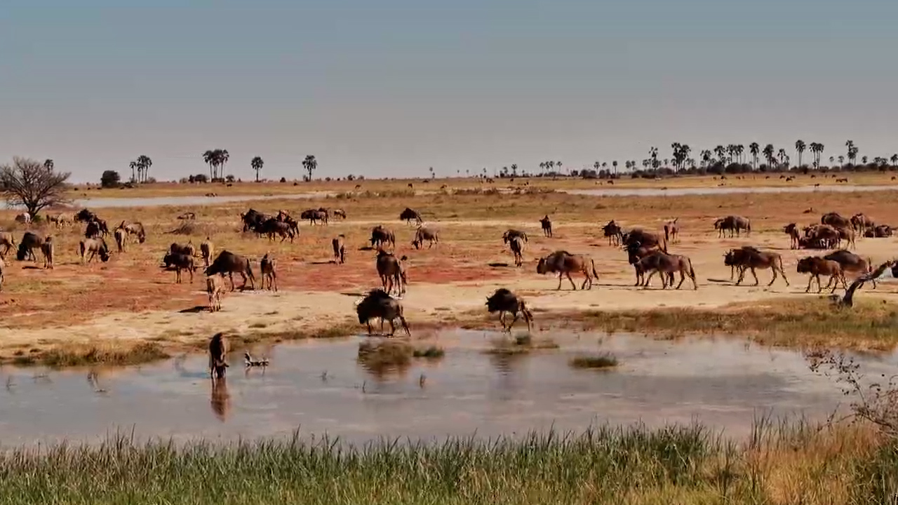 The Plains Were Covered in Wildebeest