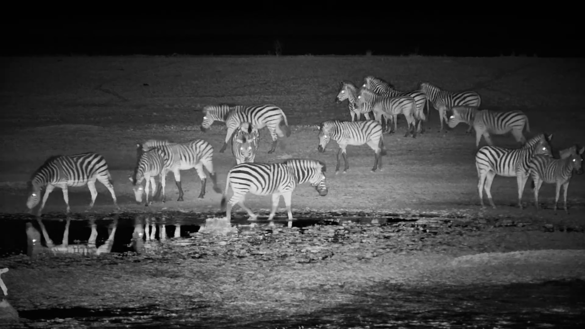 Migration News: Zebras Slowly Arrive at Jack’s Camp