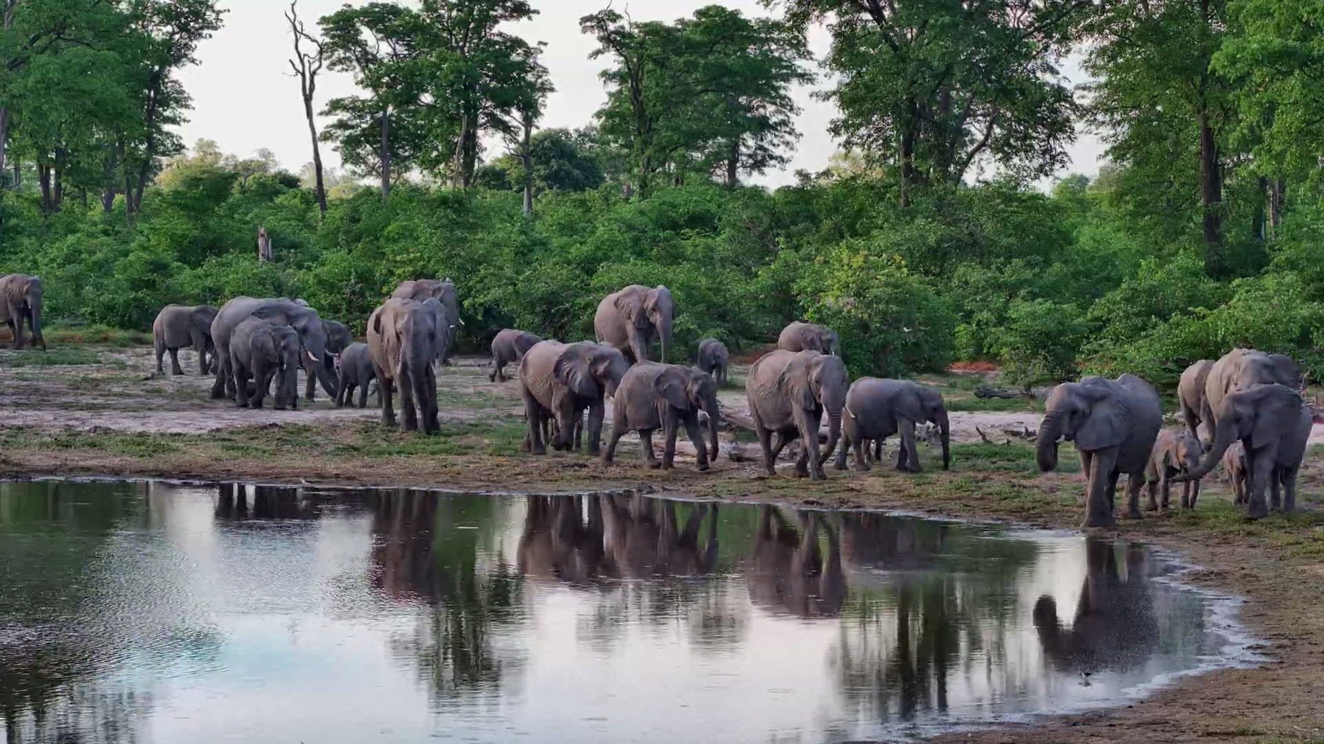 Diverse Elephant Herd Moves Together at Twin Pan