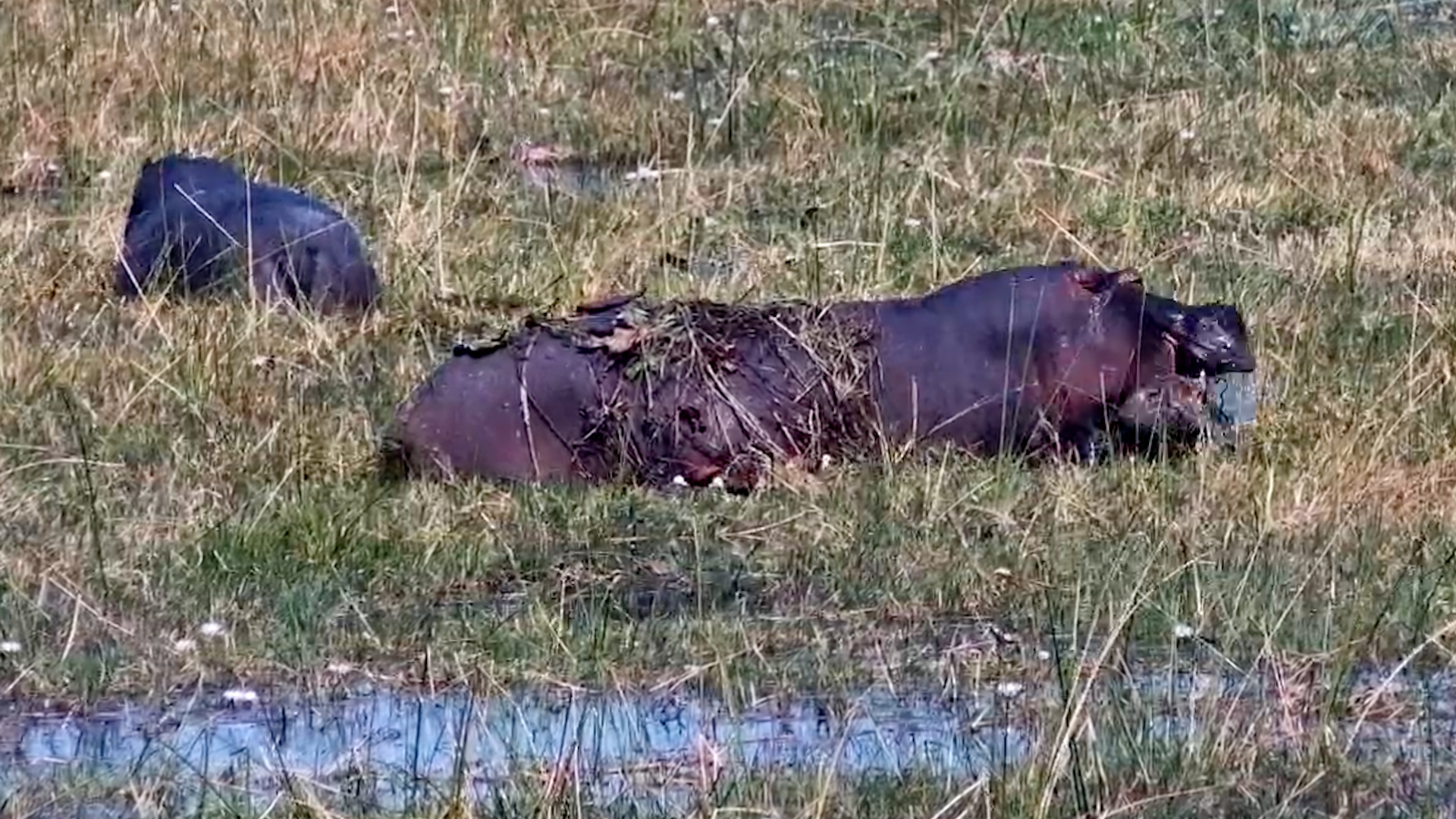 Hippo Wearing the River