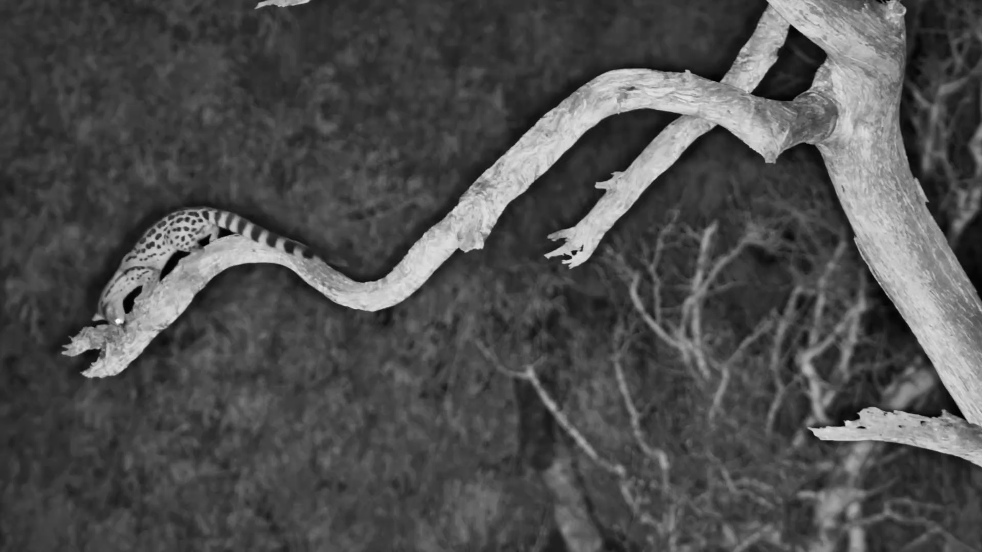 Watch This Genet’s Amazing Tree Climb