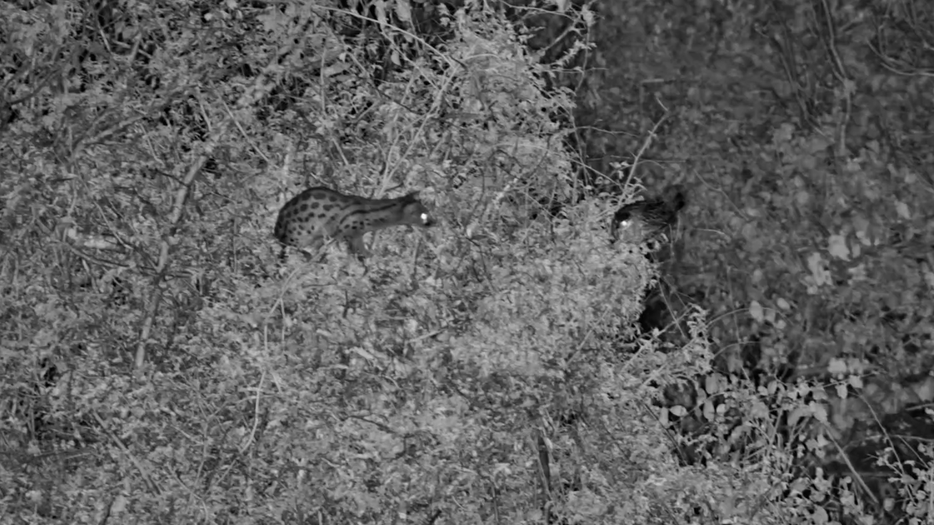 Caught on Camera: Genet vs Bird