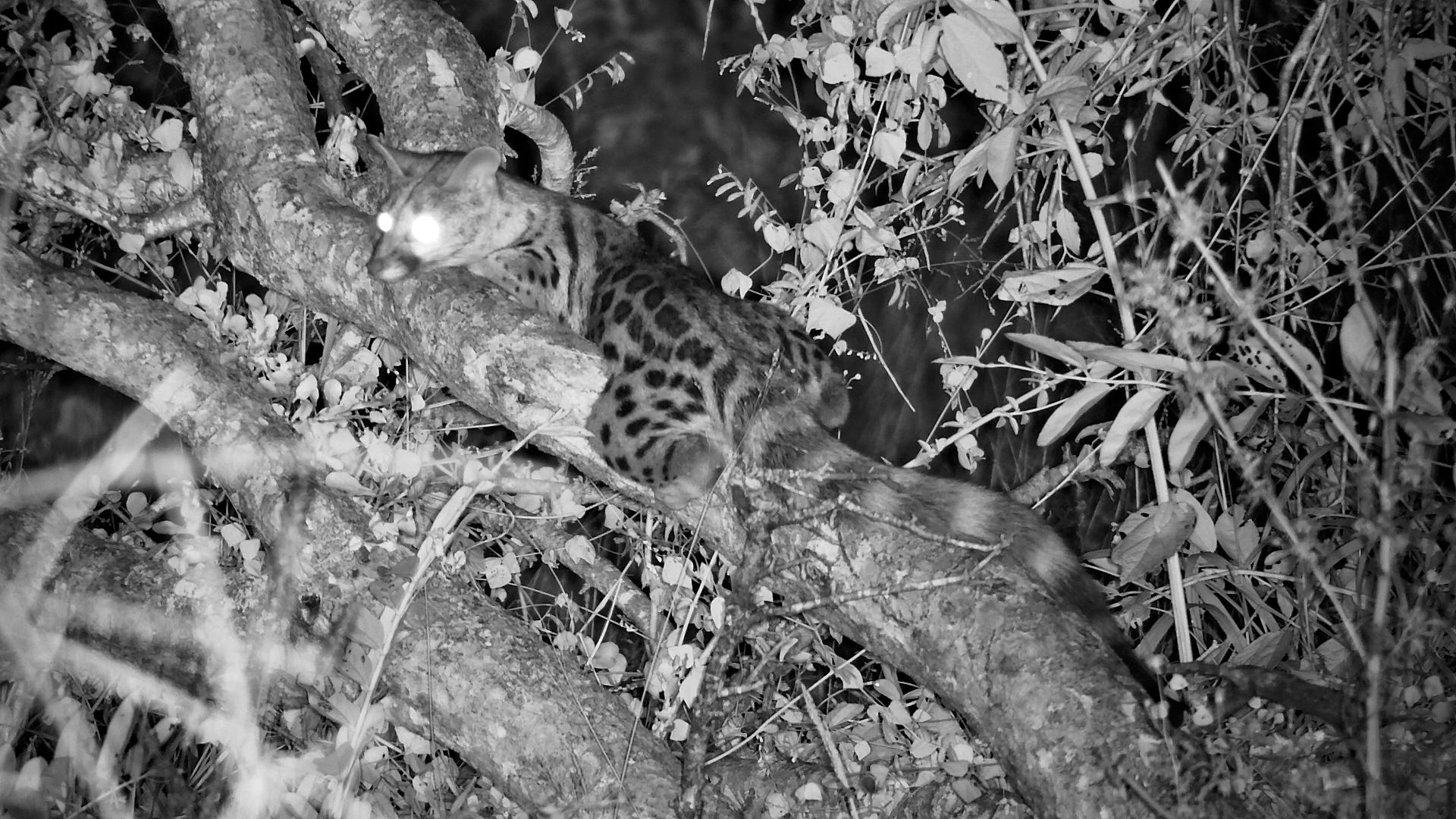 Successful Genet Hunt!