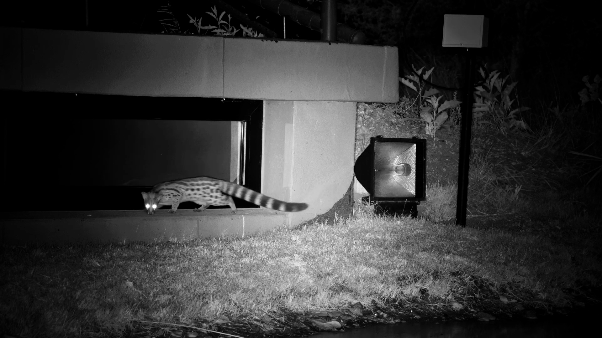 Genet Foraging Close By