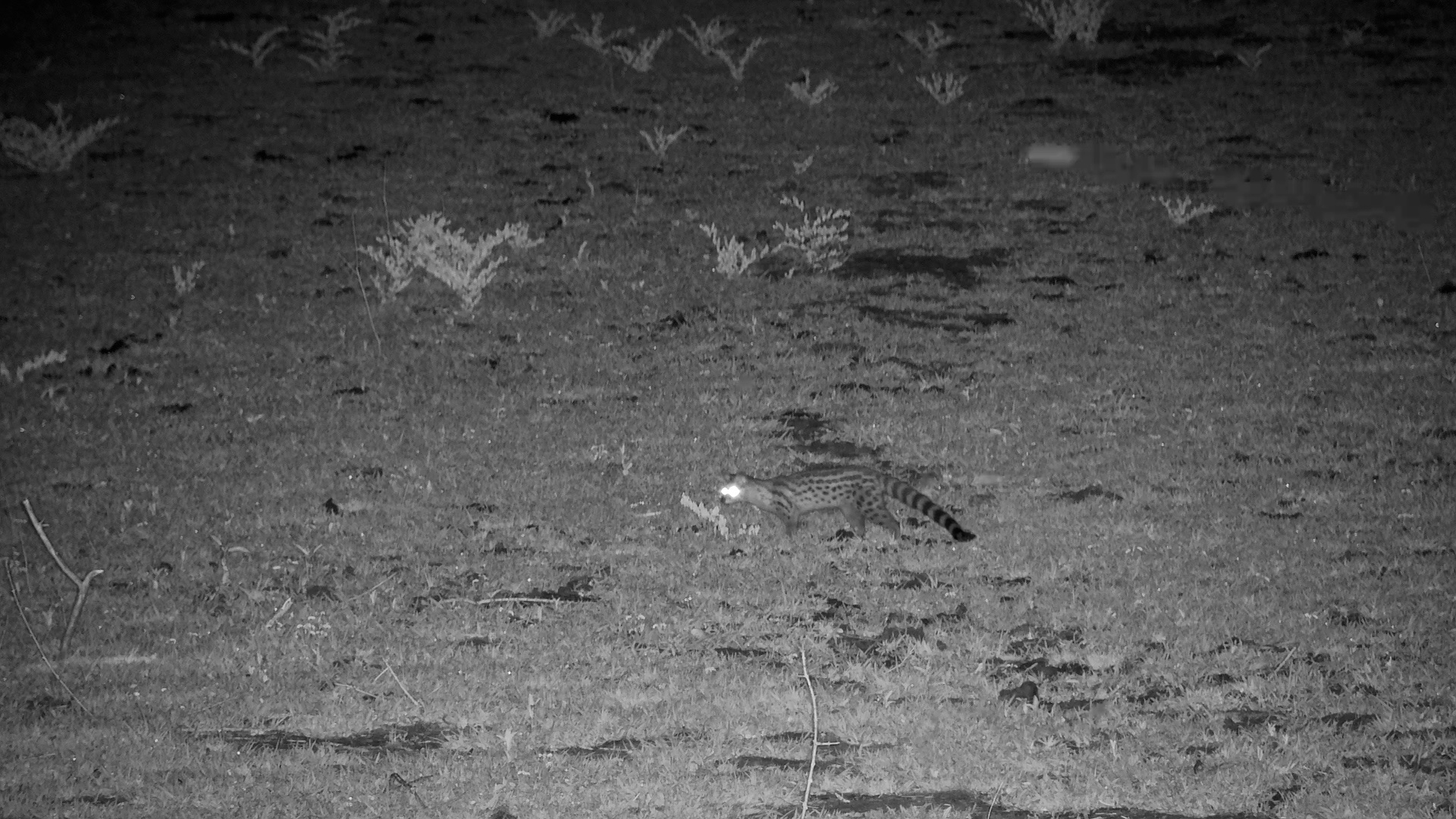 Large-spotted Genet on the Prowl at Tembo Plains