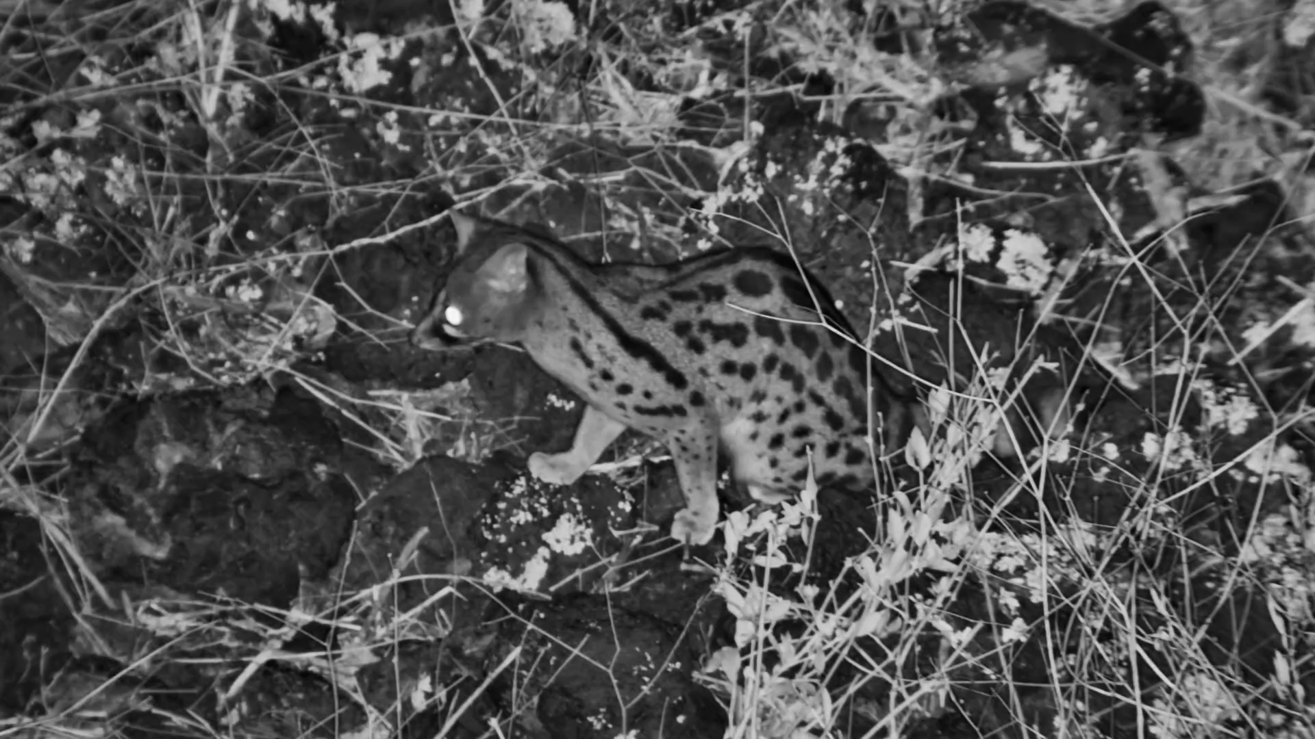 ZA  Skip navigation Search    Create  2  Avatar image Large Spotted Genet Forages at Finch Hattons