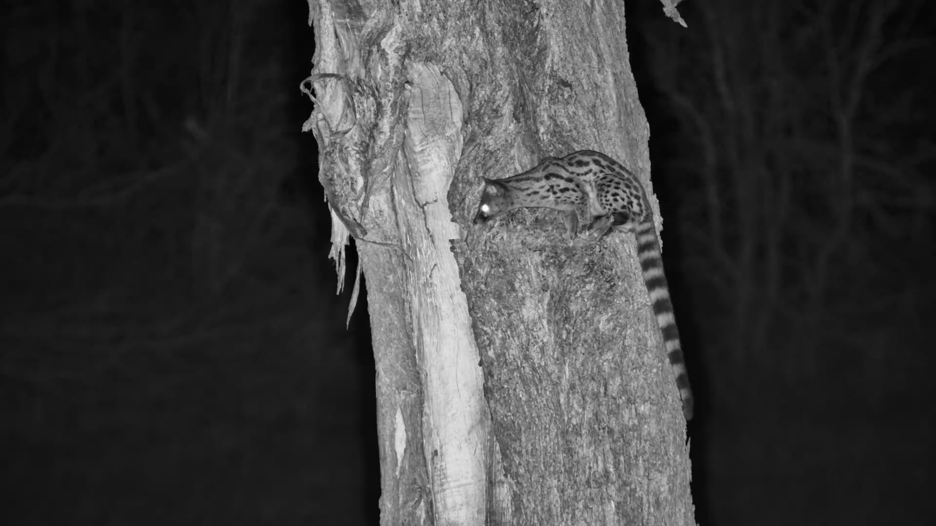 Genet Hunts at Night! Climbs Tree for the Perfect Vantage