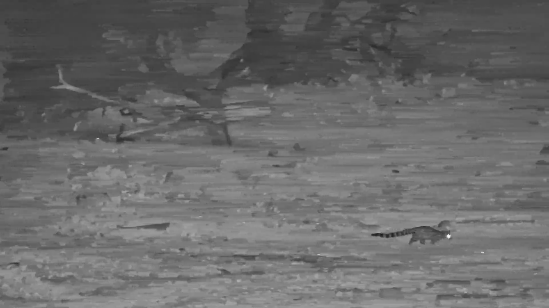 Large Spotted Genet on the Move at Moela