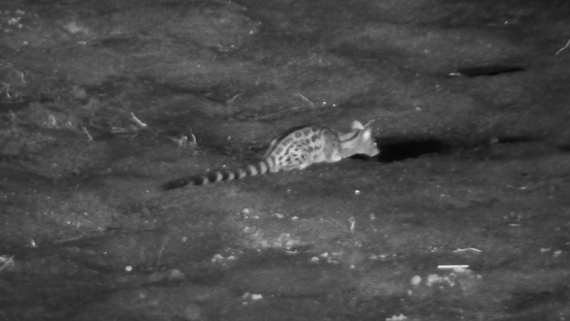 Genet Drinks in the Dark