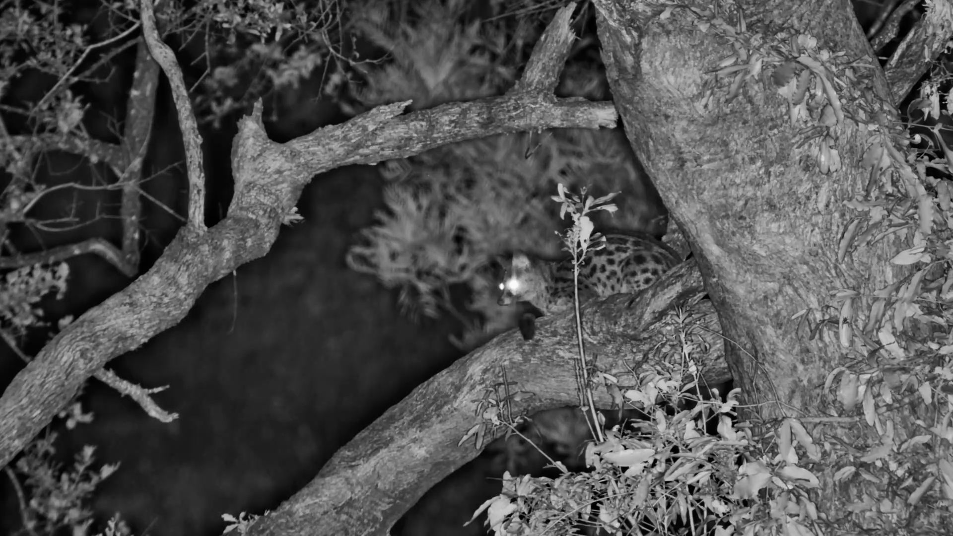 Large-Spotted Genet Hunts & Rests in a Tree