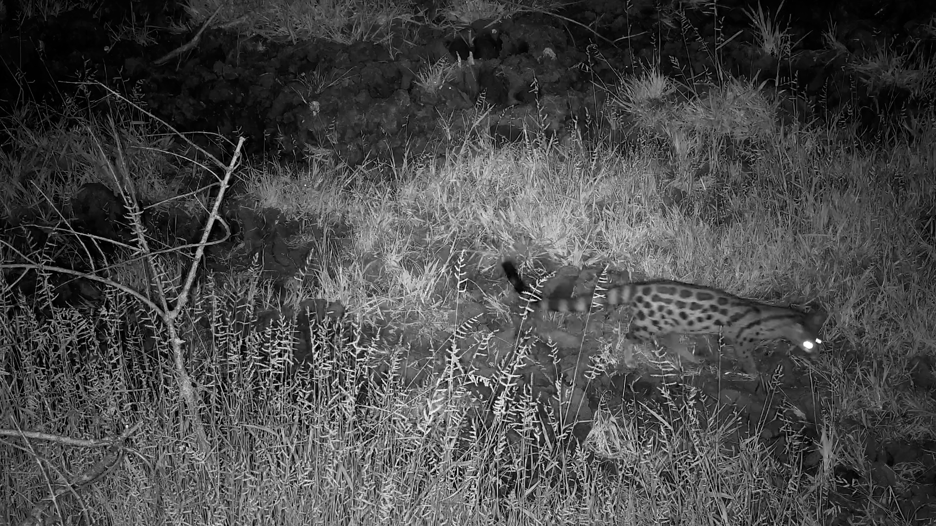 Eyes in the Dark: A Genet’s Night Hunt