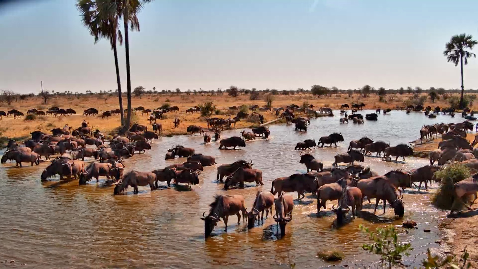When the Wildebeest Arrive
