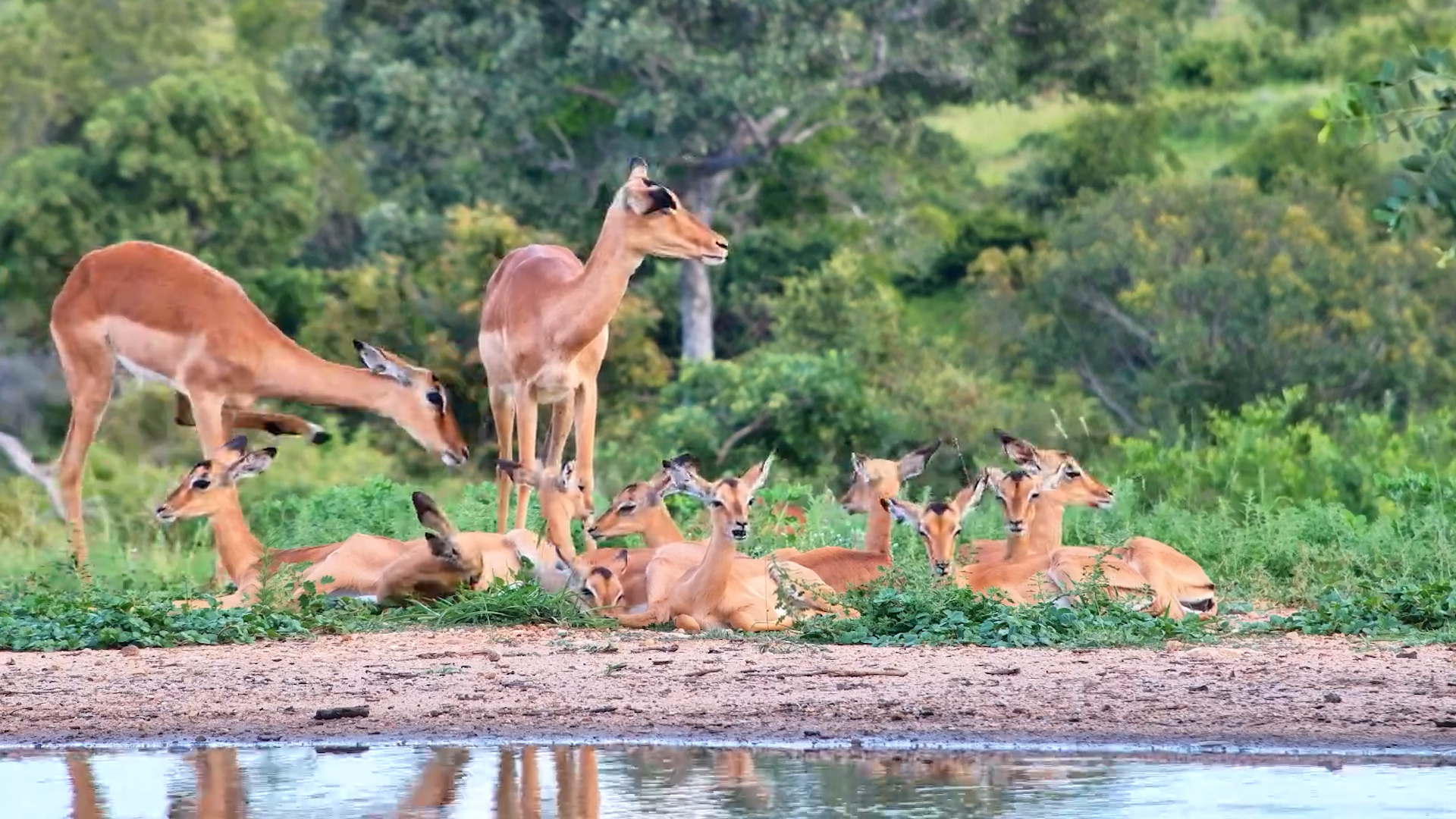 Safety in Numbers | Impala Lambs at Kings Camp