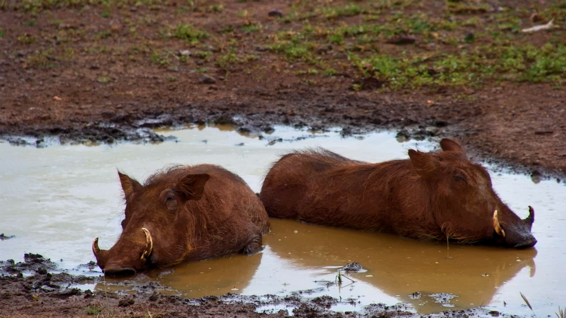 Just Two Warthogs, a Puddle, and Absolute Bliss