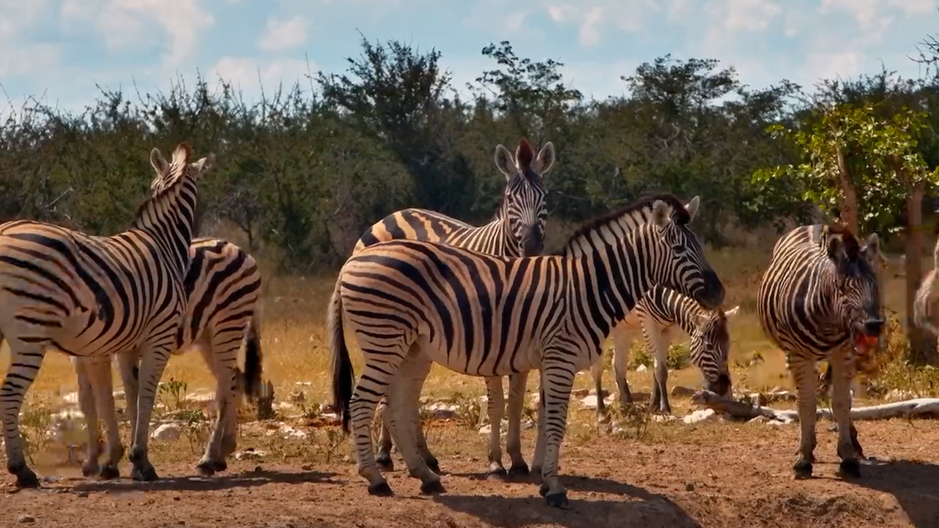 Zebras on Watch