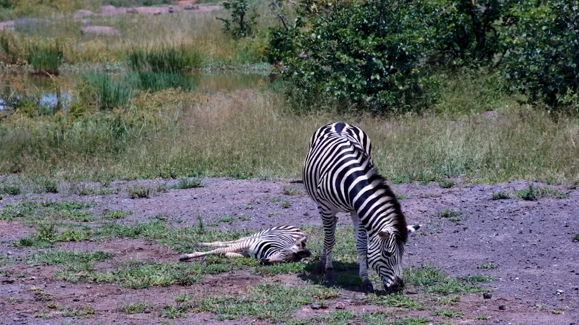 A Quiet Moment for a Young Zebra