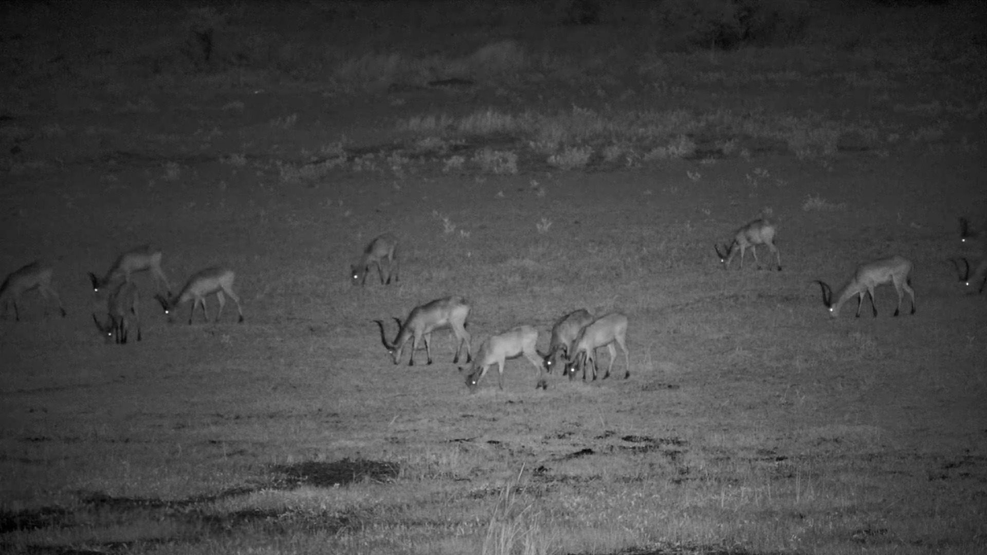 Night-Feeding Lechwe Herd