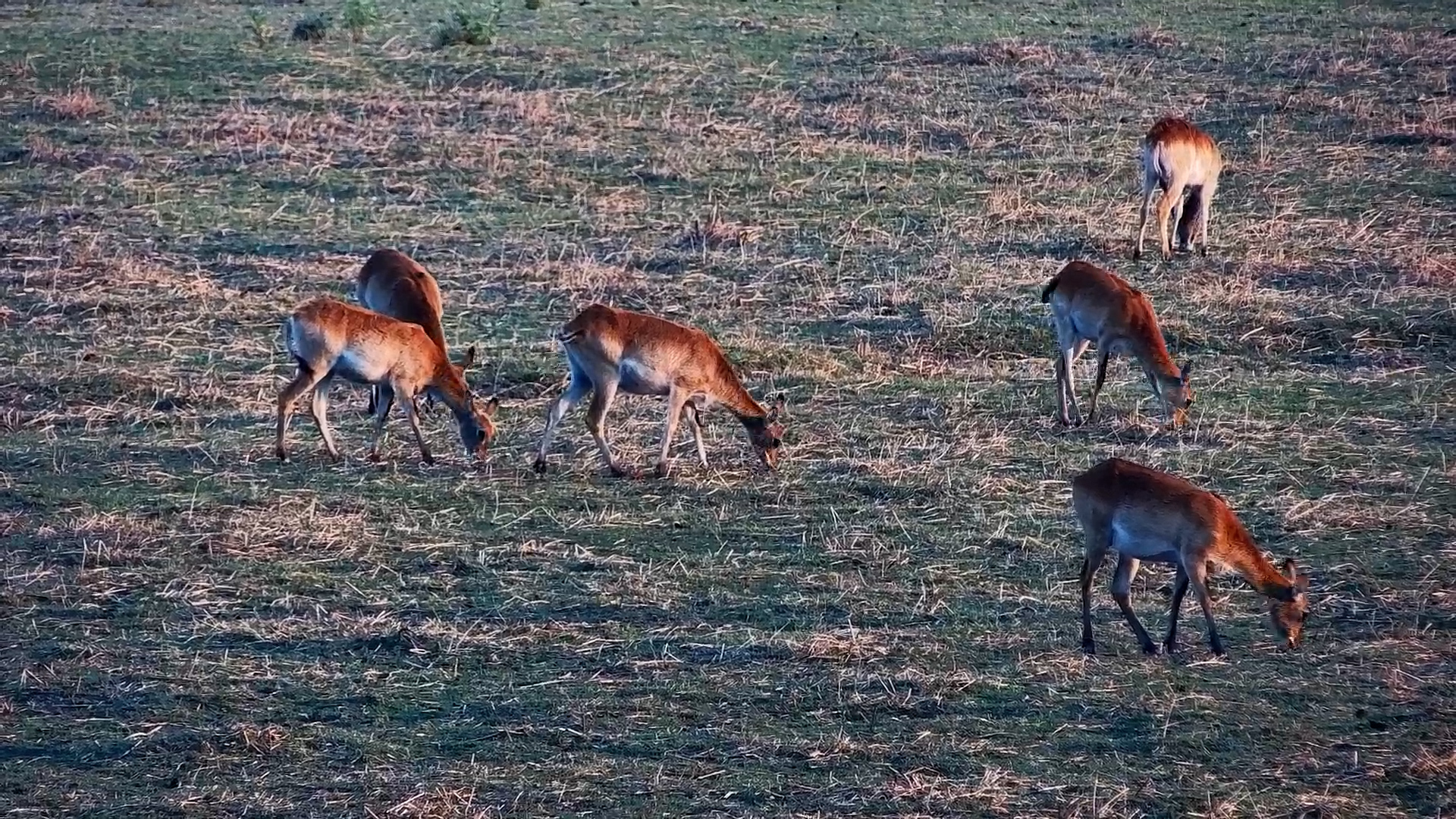 Lechwe Herd Grazing at Oxbow, Selinda Reserve