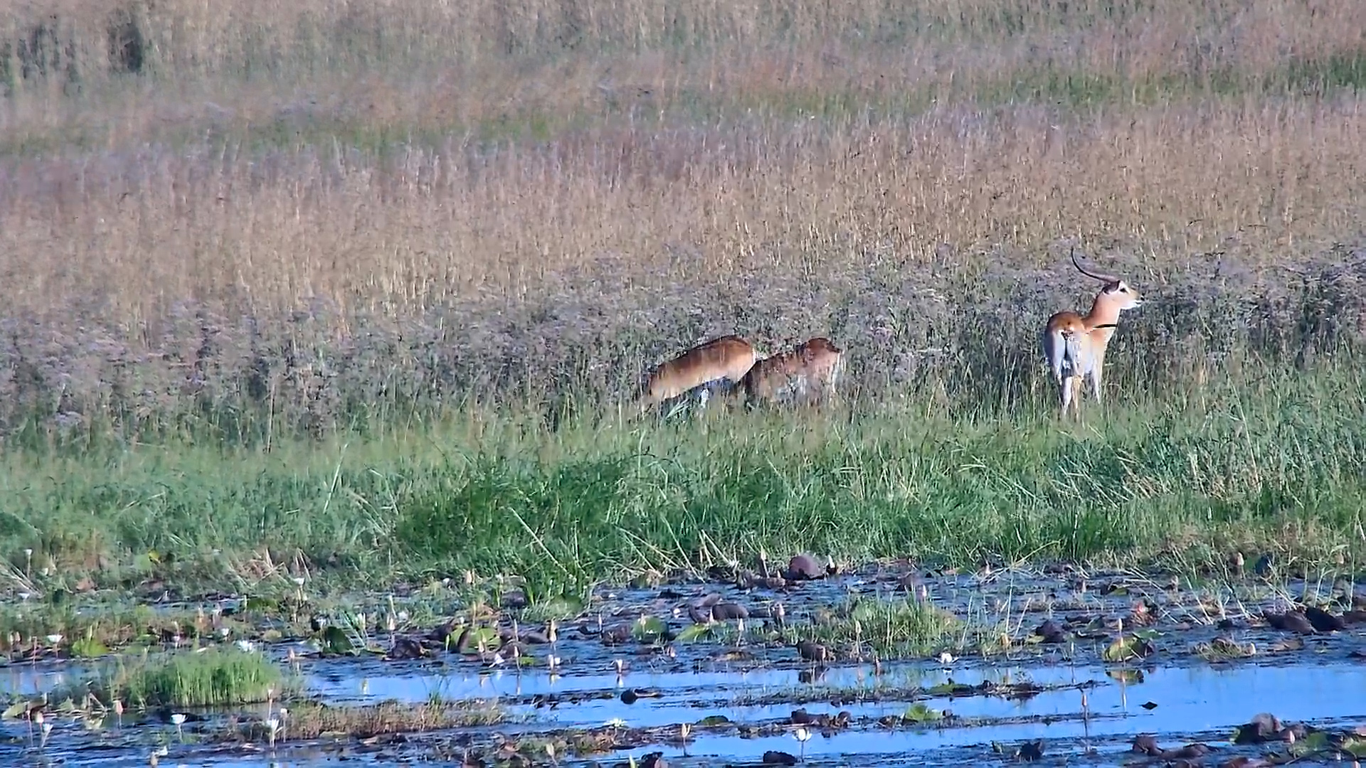 Lechwe Herd Out Grazing