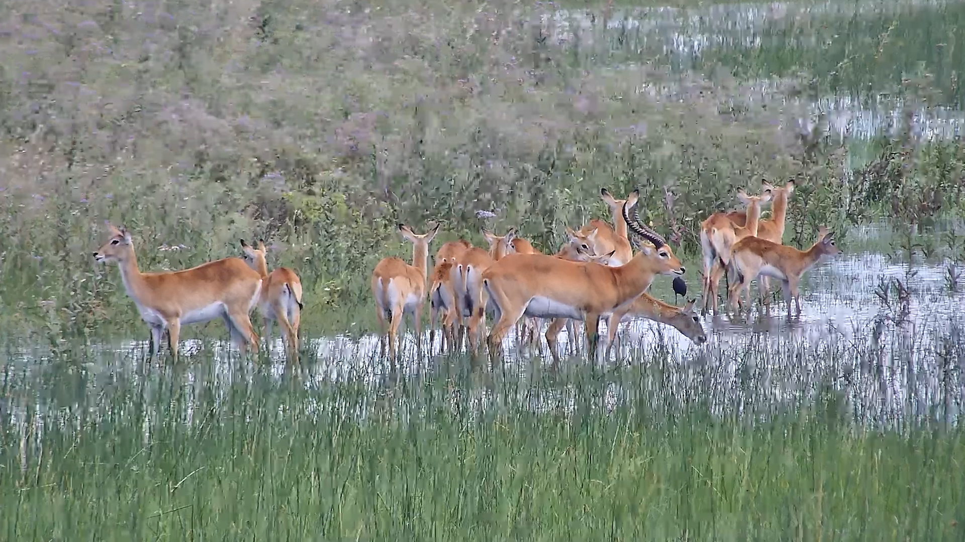 Lechwe Herd Wading and Grazing