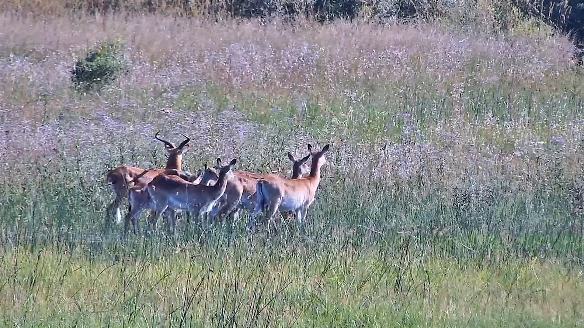 Lechwe Herd Grazing on Guard