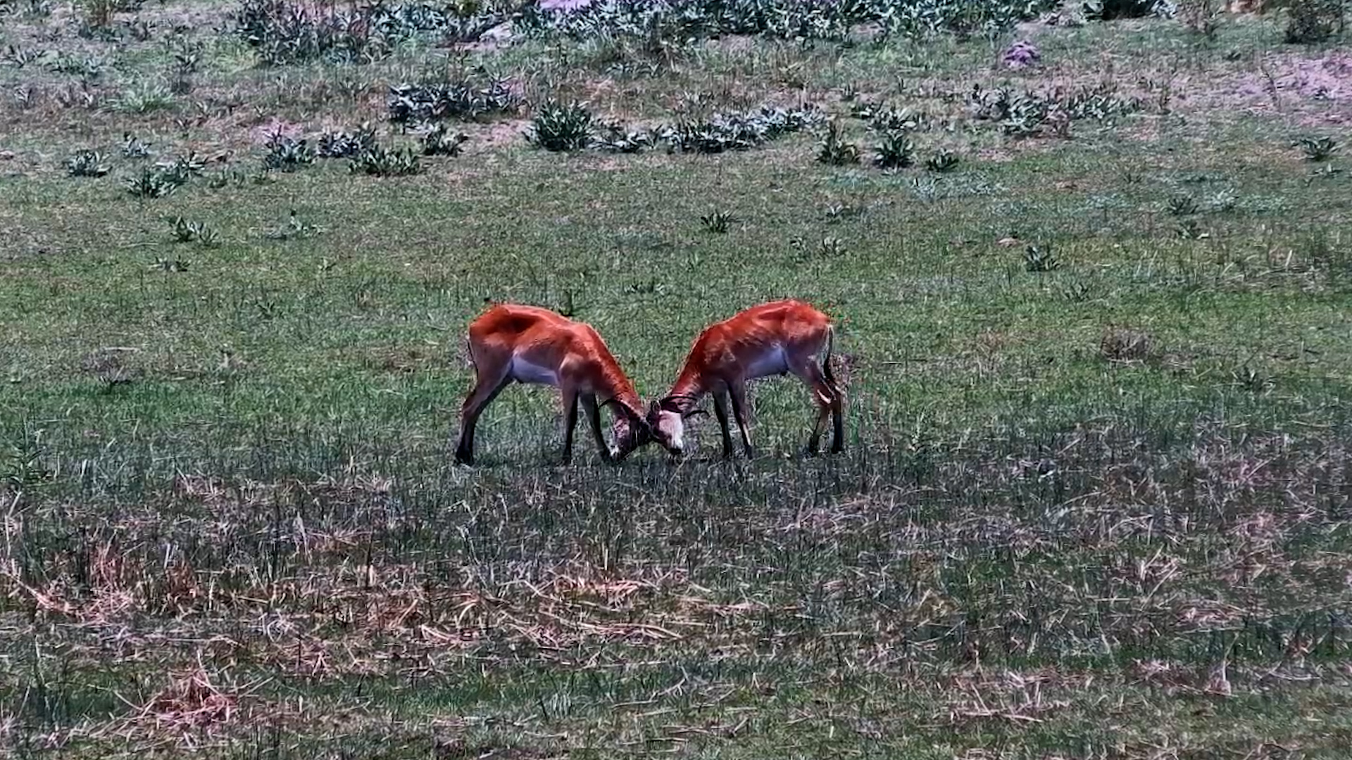 Lechwe Males Face Off at the Water’s Edge