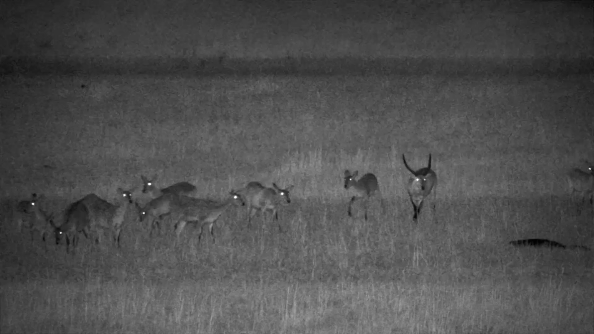 Lechwe Keeps a Close Eye on This Crocodile