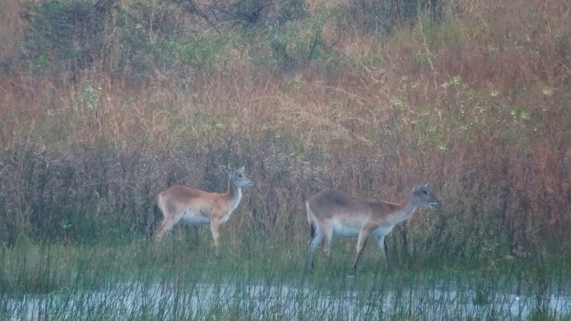 Lechwe Pair Feeding in the Rain