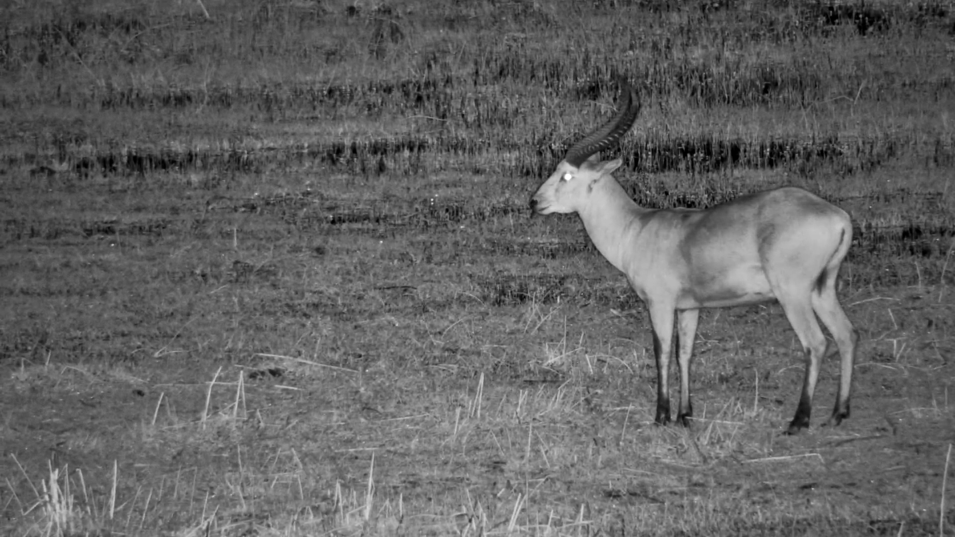 Lechwe Bull with Stunning Horns