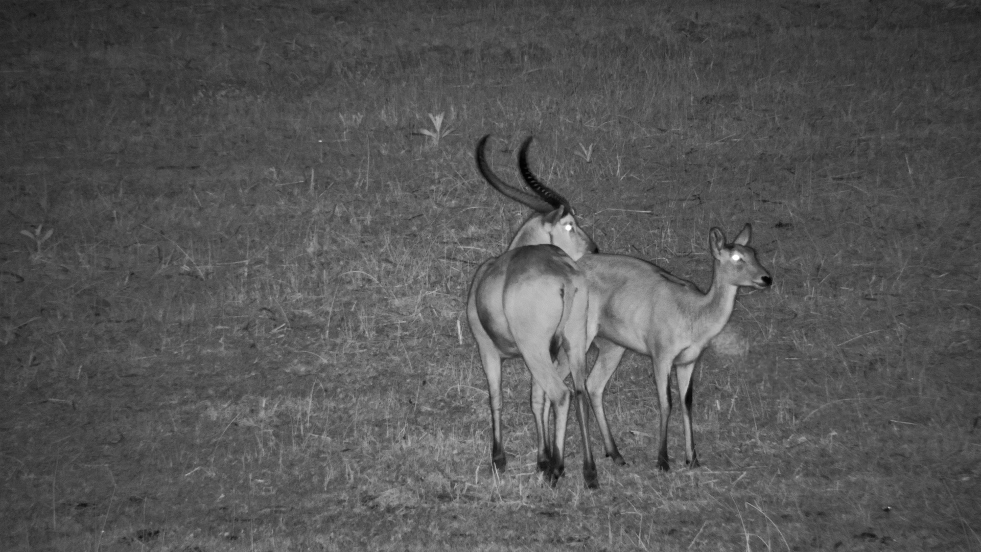 Lechwe Male Searches for Love