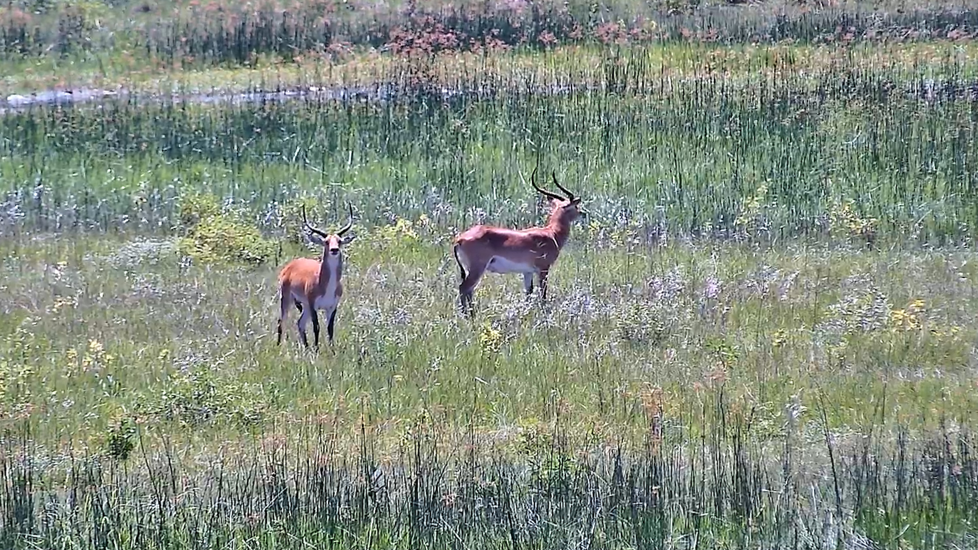 Lechwe Scan the Surroundings