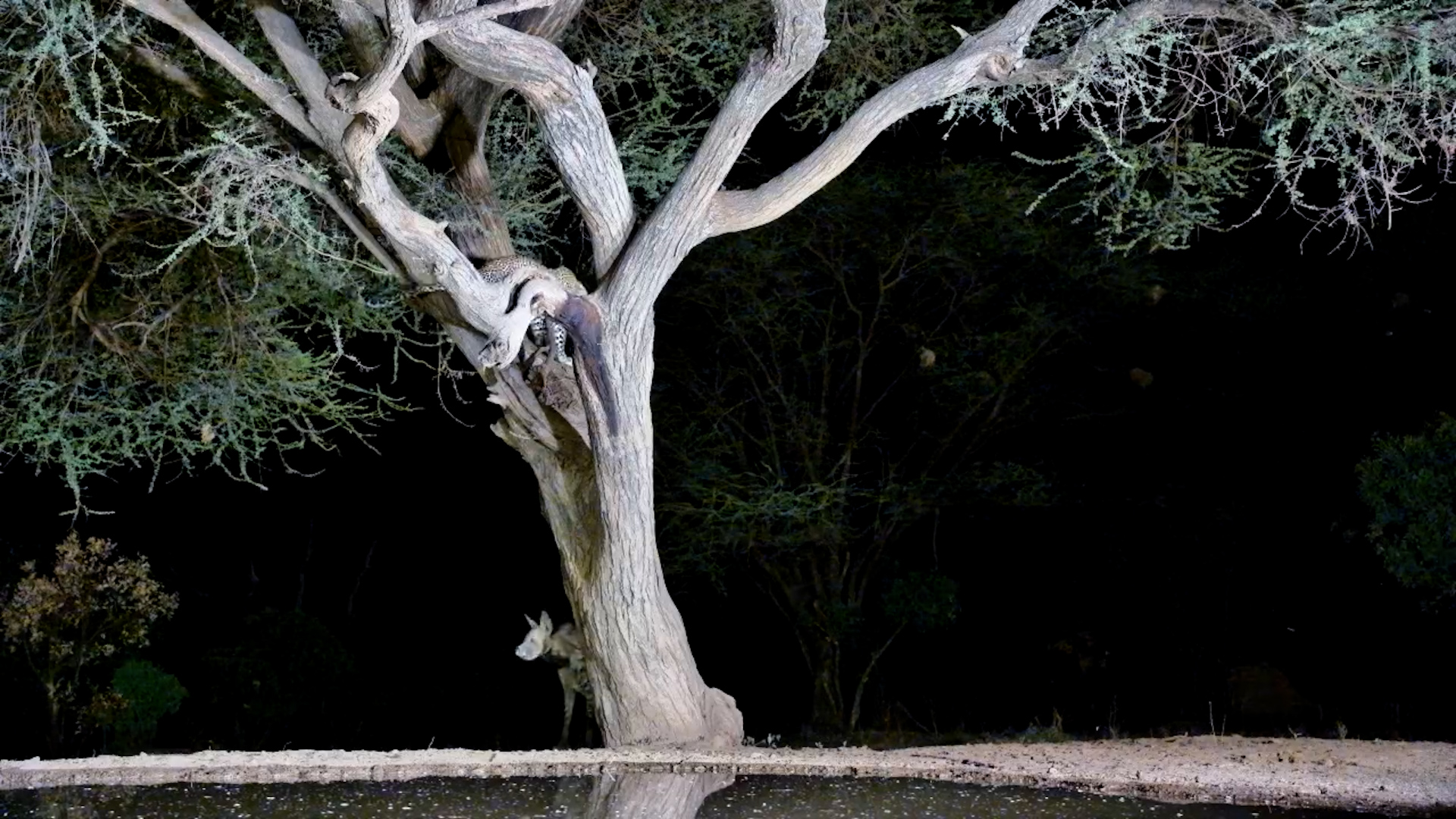 Striped Hyena Chases Leopard Up a Tree!