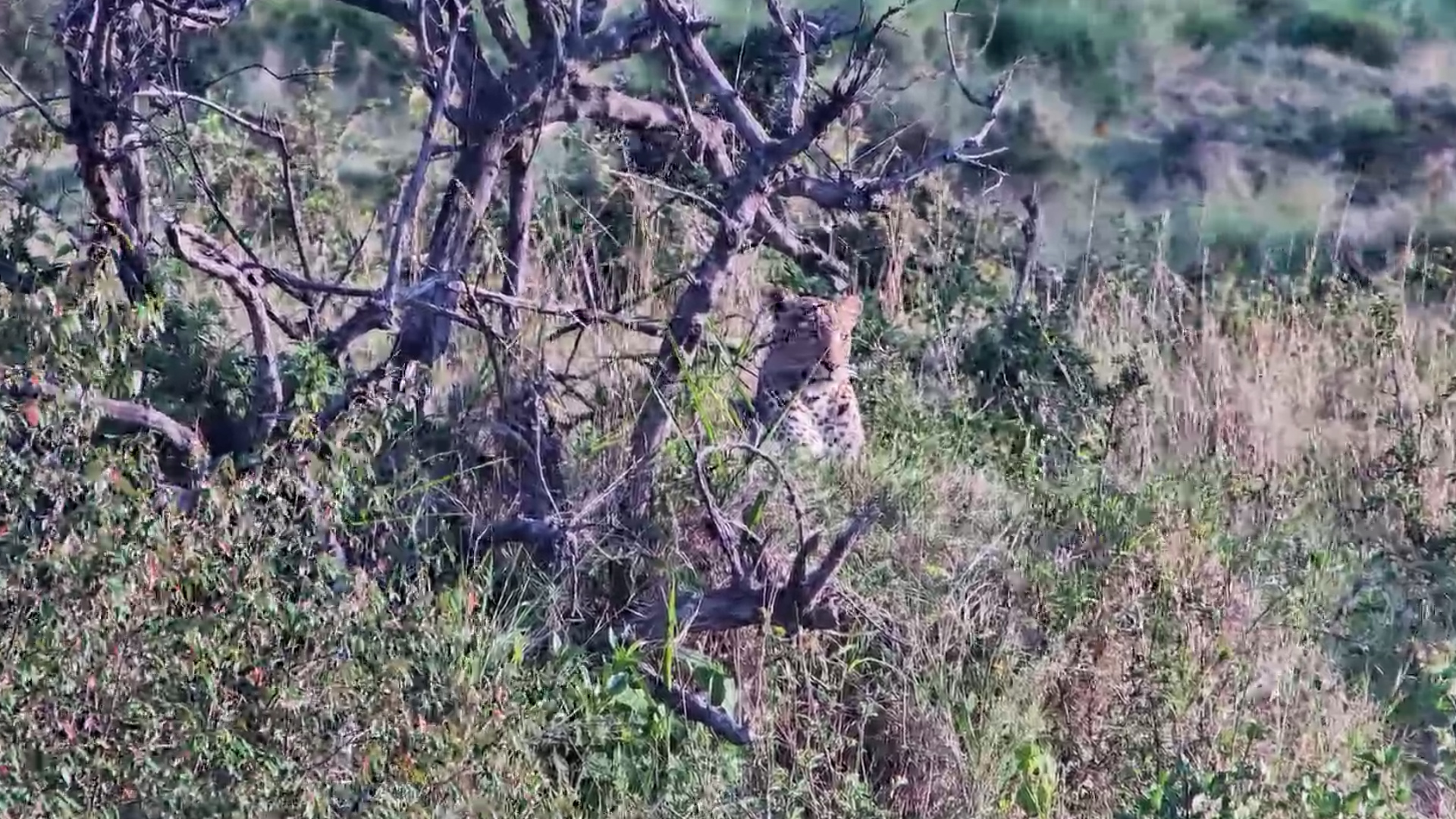 Leopard Relaxing at Mahali Mzuri