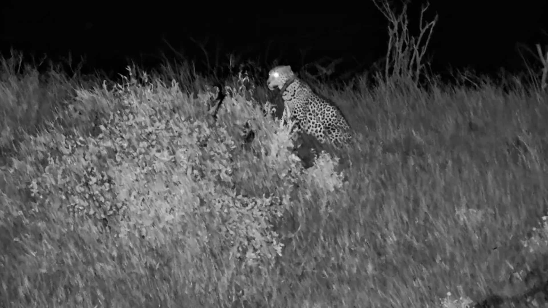 Leopard Calling in the Dark